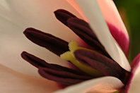 Tulipa clusiana Tulipa clusiana